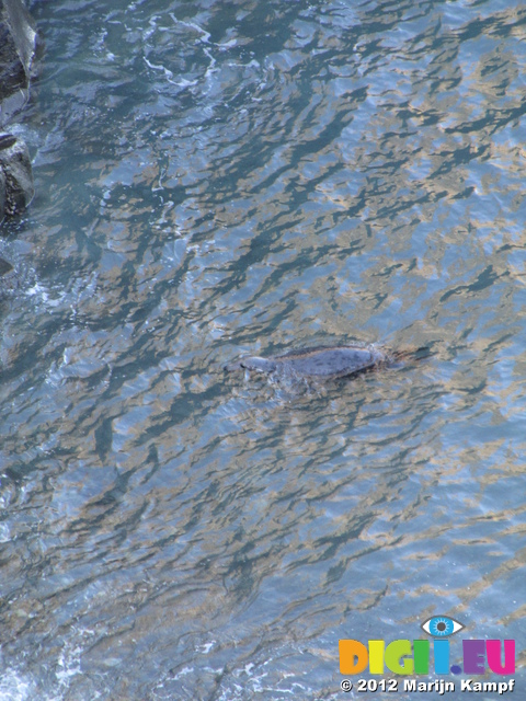 SX24762 Swimming seal